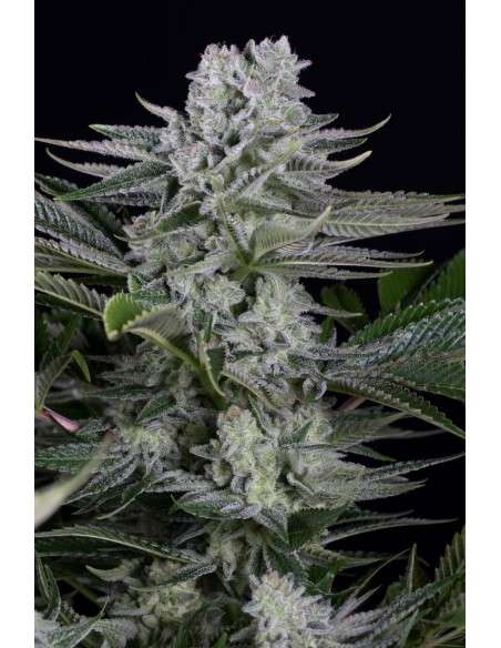 Dinafem - Gorilla CBD - 1