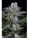 Dinafem - Gorilla CBD - 1