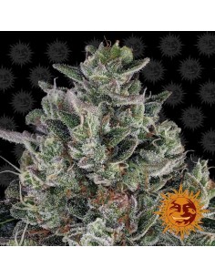 Barney's Farm - Glookies - 1