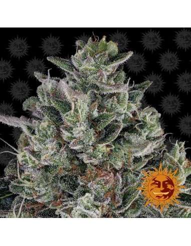 Barney's Farm - Glookies - 1