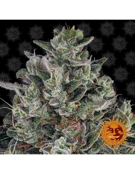 Barney's Farm - Glookies - 1