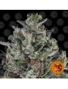 Barney's Farm - Glookies - 1