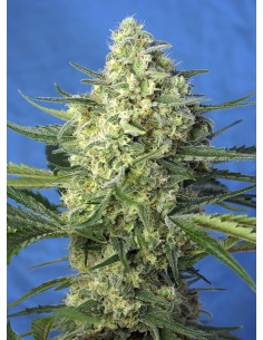 Sweet Seeds - Jack 47 XL Auto - 1