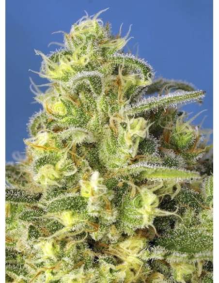 Sweet Seeds - Jack 47 XL Auto - 3