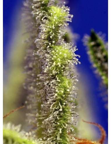 Sweet Seeds - Jack 47 XL Auto - 4