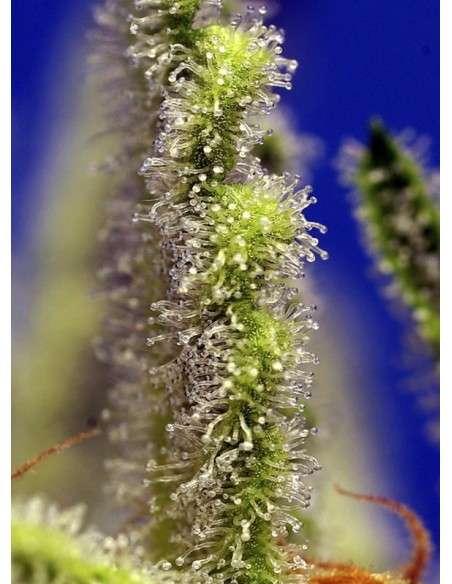Sweet Seeds - Jack 47 XL Auto - 4
