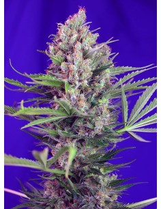 Sweet Seeds - Cream Mandarine F1 Fast Version - 1