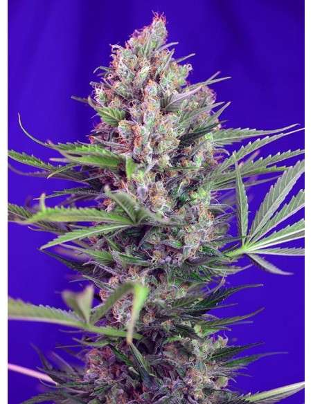 Sweet Seeds - Cream Mandarine F1 Fast Version - 1