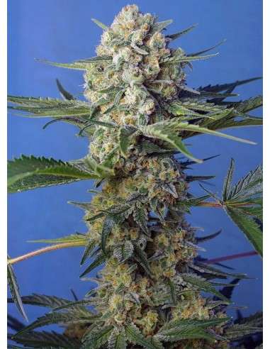 Sweet Seeds - Crystal Candy F1 Fast Version - 1
