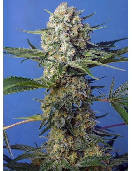 Sweet Seeds - Crystal Candy F1 Fast Version - 1