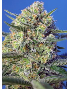 Sweet Seeds - Crystal Candy F1 Fast Version - 1 2