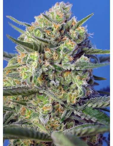 Sweet Seeds - Crystal Candy F1 Fast Version - 2