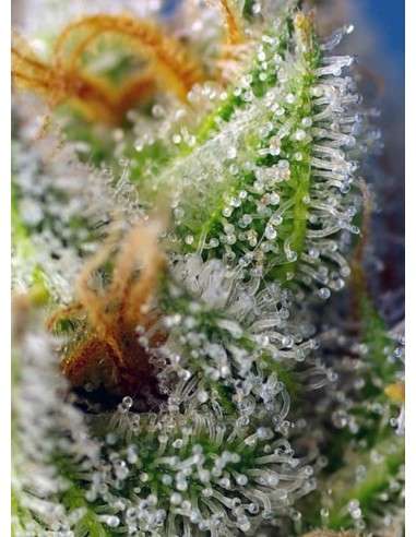Sweet Seeds - Crystal Candy F1 Fast Version - 3