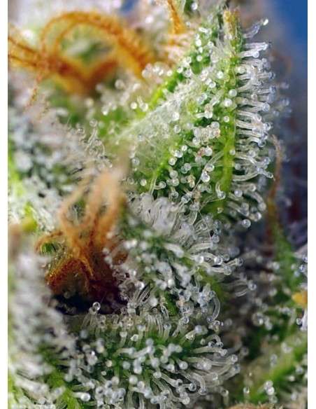 Sweet Seeds - Crystal Candy F1 Fast Version - 3