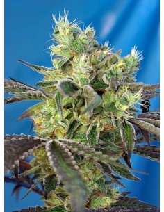 Sweet Seeds - Do Sweet Dos - 1