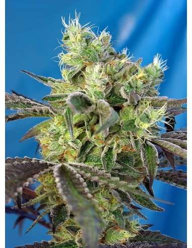 Sweet Seeds - Do Sweet Dos - 1