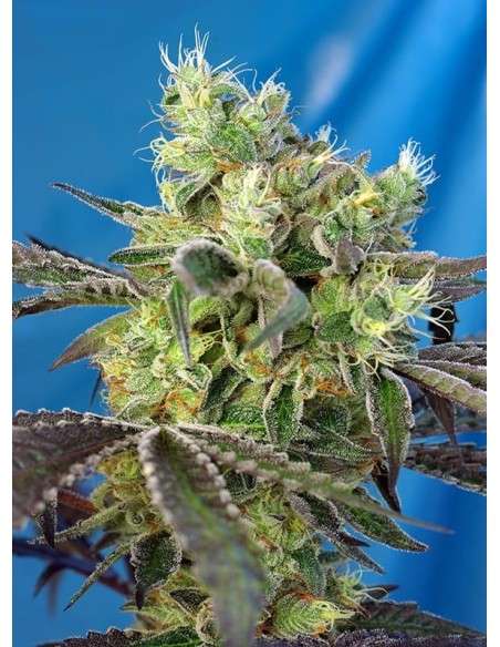 Sweet Seeds - Do Sweet Dos - 1