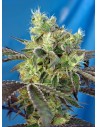 Sweet Seeds - Do Sweet Dos - 1