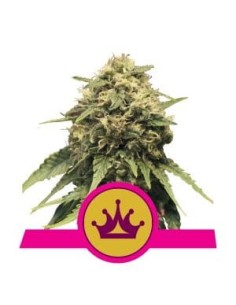 ROYAL QUEEN SEEDS - Special Queen 1 - 1