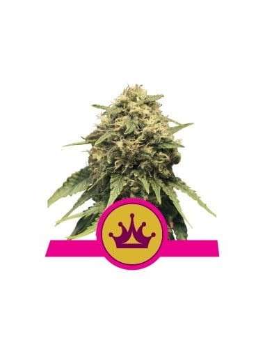 ROYAL QUEEN SEEDS - Special Queen 1 - 1