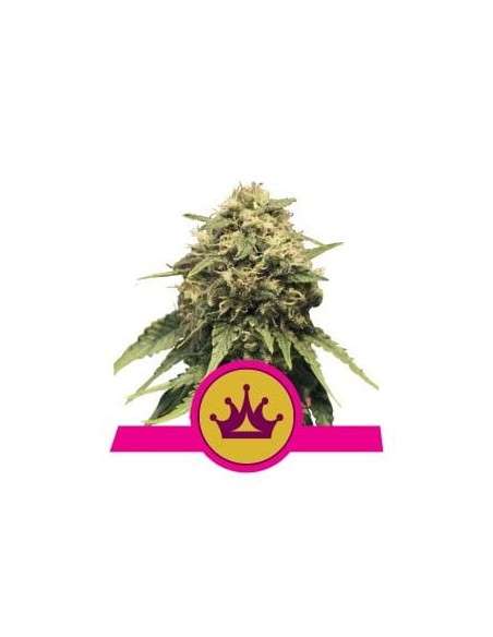 ROYAL QUEEN SEEDS - Special Queen 1 - 1