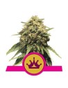 ROYAL QUEEN SEEDS - Special Queen 1 - 1