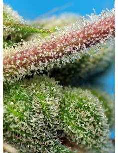 Sweet Seeds - Do Sweet Dos - 1 2