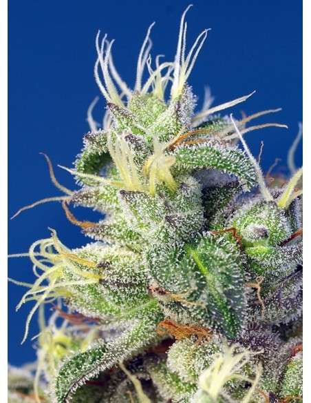 Sweet Seeds - Do Sweet Dos - 3