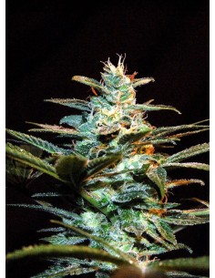 Sweet Seeds - NYC Diesel (daw. Ice Cool) - 1