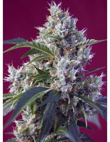 Sweet Seeds - Indigo Berry Kush - 1
