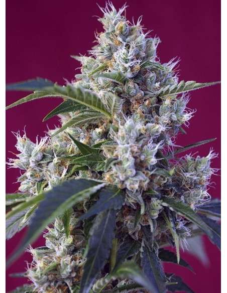 Sweet Seeds - Indigo Berry Kush - 1