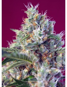 Sweet Seeds - Indigo Berry Kush - 1 2