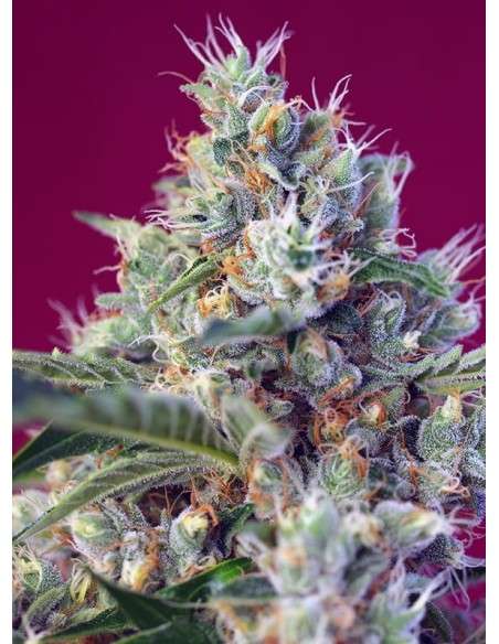Sweet Seeds - Indigo Berry Kush - 2