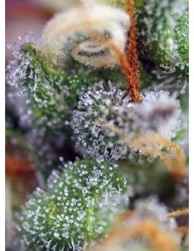 Sweet Seeds - Indigo Berry Kush - 3