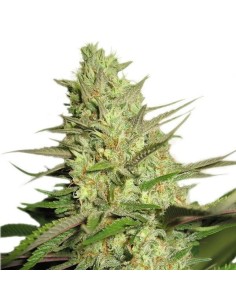 ROYAL QUEEN SEEDS - Special Queen 1 - 1 2
