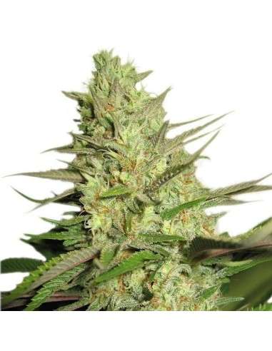 ROYAL QUEEN SEEDS - Special Queen 1 - 2