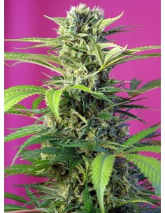 Sweet Seeds - Chem Beyond Diesel CBD - 1
