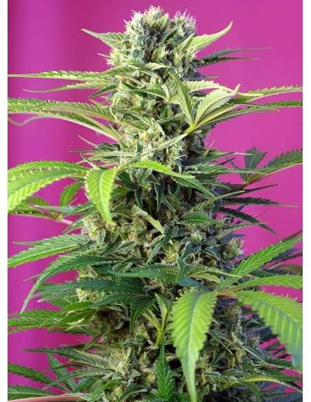 Sweet Seeds - Chem Beyond Diesel CBD - 1