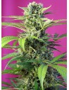 Sweet Seeds - Chem Beyond Diesel CBD - 1