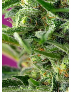Sweet Seeds - Chem Beyond Diesel CBD - 1 2