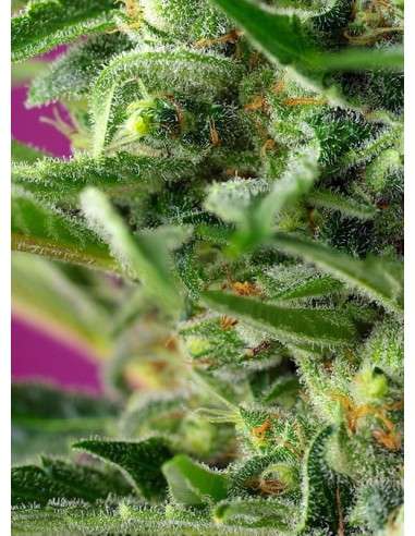Sweet Seeds - Chem Beyond Diesel CBD - 2