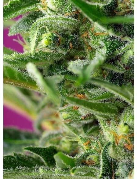 Sweet Seeds - Chem Beyond Diesel CBD - 2