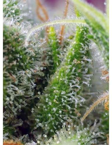 Sweet Seeds - Chem Beyond Diesel CBD - 3