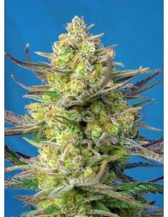 Sweet Seeds - Sweet Cheese XL Auto - 1
