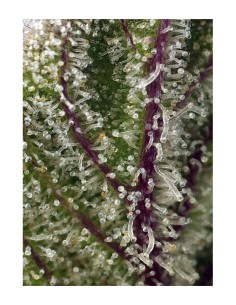 Sweet Seeds - Sweet Cheese XL Auto - 1 2