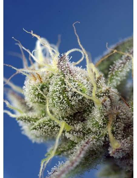 Sweet Seeds - Sweet Cheese XL Auto - 3