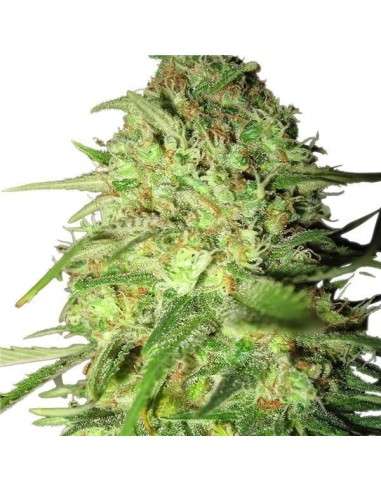 ROYAL QUEEN SEEDS - Special Queen 1 - 3