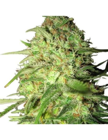 ROYAL QUEEN SEEDS - Special Queen 1 - 3