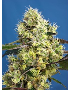 Sweet Seeds - Sweet Gelato Auto - 1