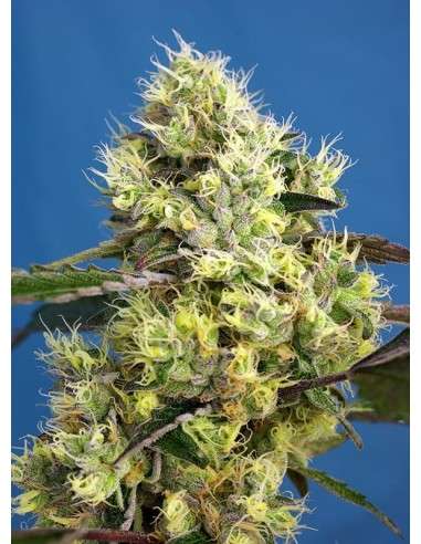 Sweet Seeds - Sweet Gelato Auto - 1
